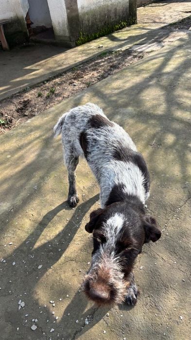 Дратхар сатылады