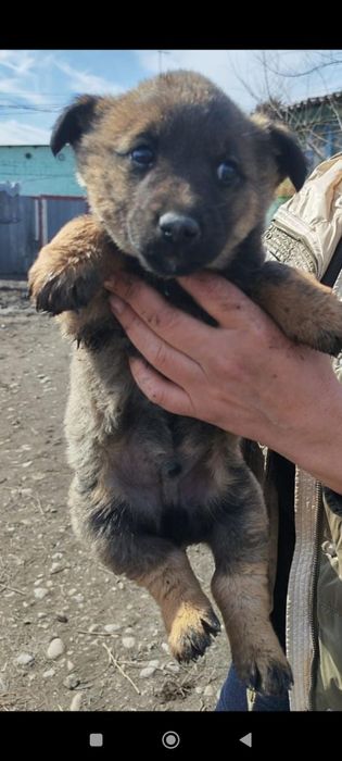 Щенки  бесплатно