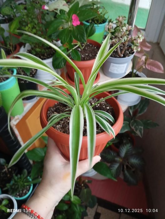 Продам цветы комнатные