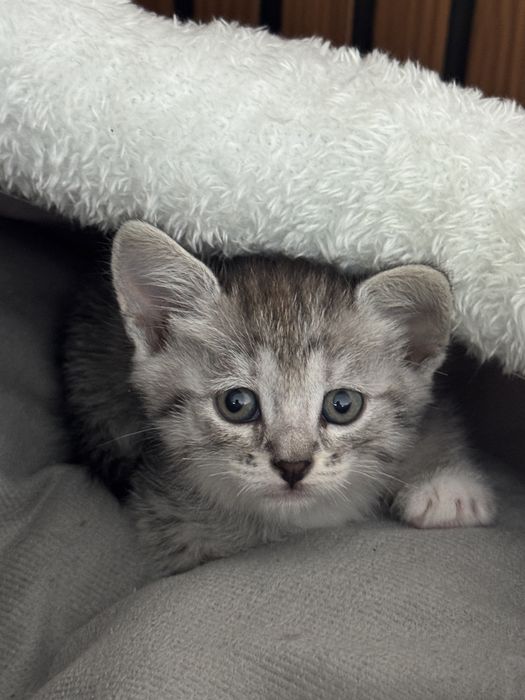 Отдам В добрые ручки котят