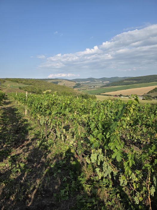 De vanzare struguri din zona Lechinta pentru vin