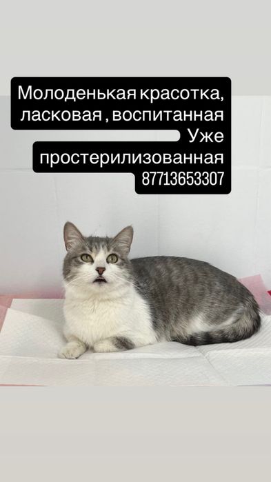 Отдам молоденькую кошечку, простерилизованная