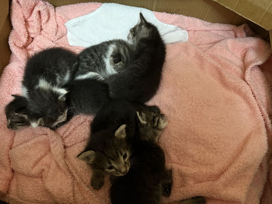 Отдам в добрые руки котят