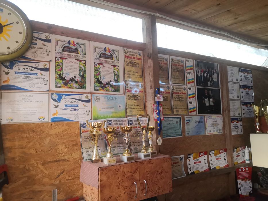 Berbec german rasa pură!!