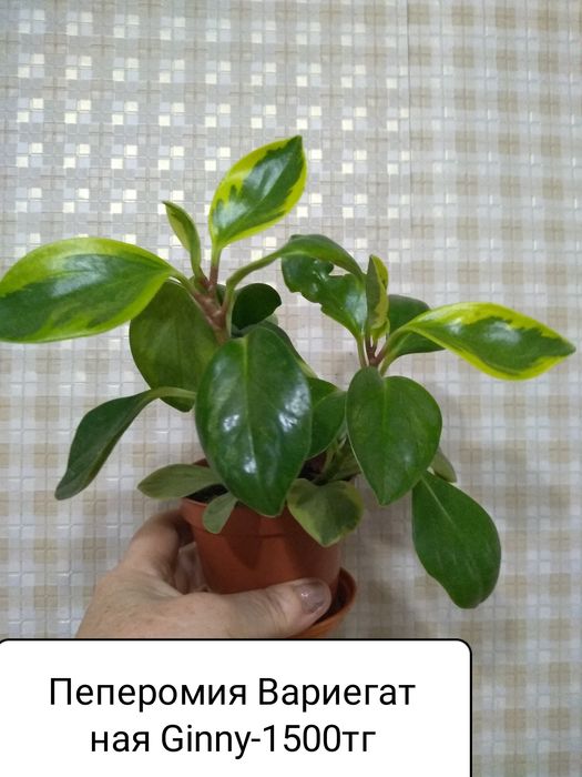 Продам Пеперомия,Пеларгонии