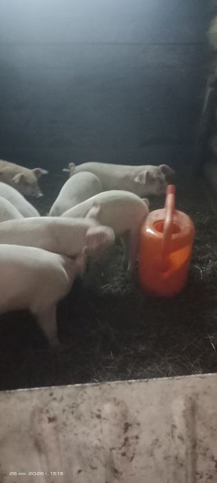 Продам поросят месячных
