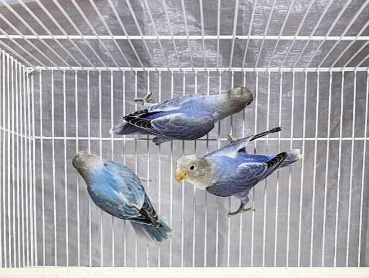 Неразлучка Фишер.  Nerazluchka Fisher