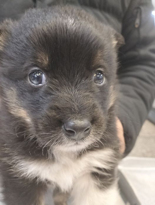 Мальчик - красавчик в добрые, надёжные руки