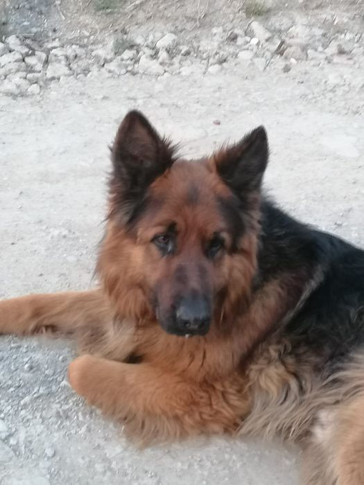 Donez pereche ciobanesc german