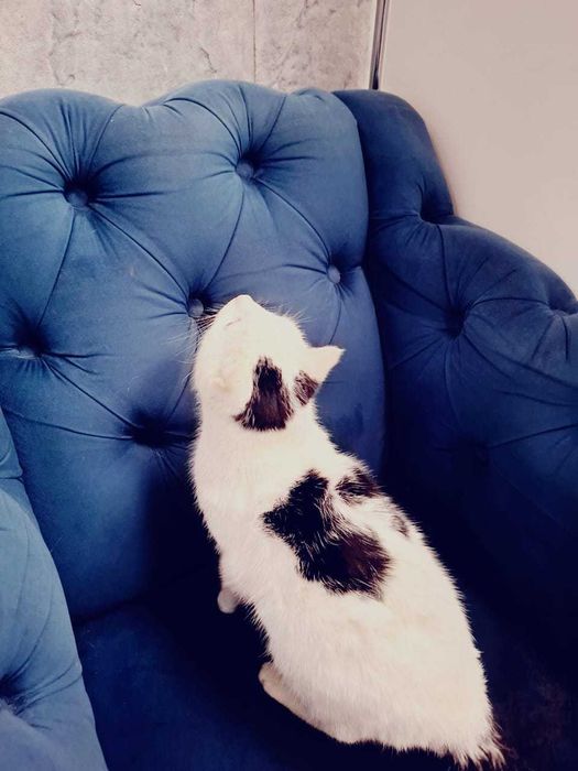 Ищем Ангелу лучших хозяев!