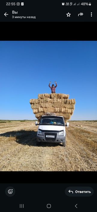 Сабан бар тамнын тобесине камыс бар