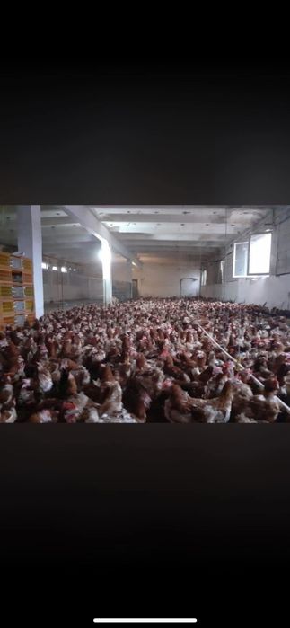 Găină roșie ouătoare 14 ron buc 0727672150