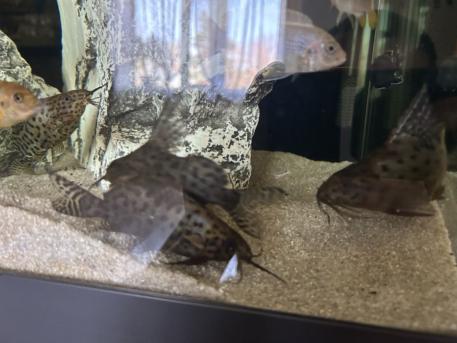 Сомы Синодонтисы