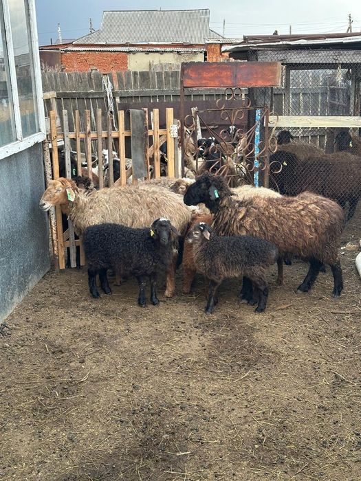 Продам овцы сягнятамы.