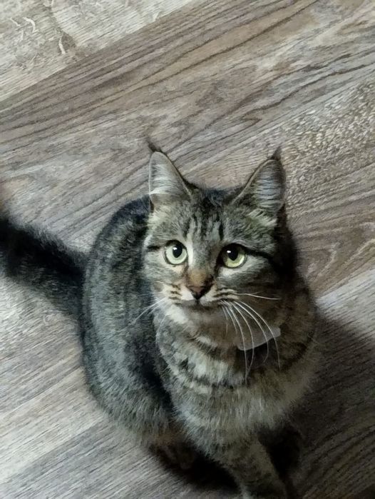 Отдам кошечку, очень ласковая.Стерилизована,приучена к лотку,