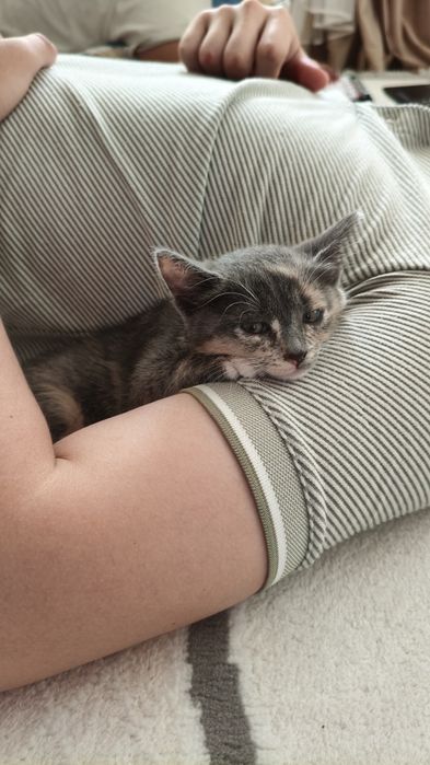 Чиловые котята в добрые руки :)