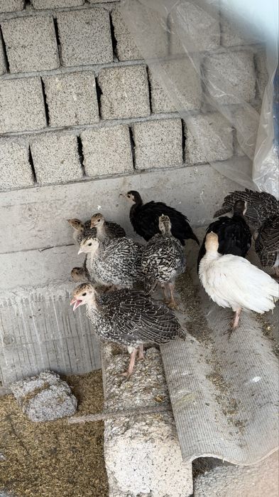 Kurkachalar Marmar rangli. Мраморные Индюшата