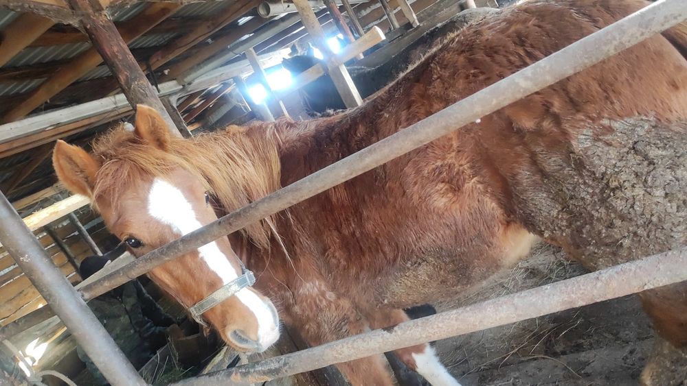 Продам тай ургашы 550000 еркек 550