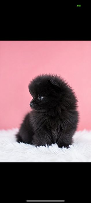 Мини мини померан
