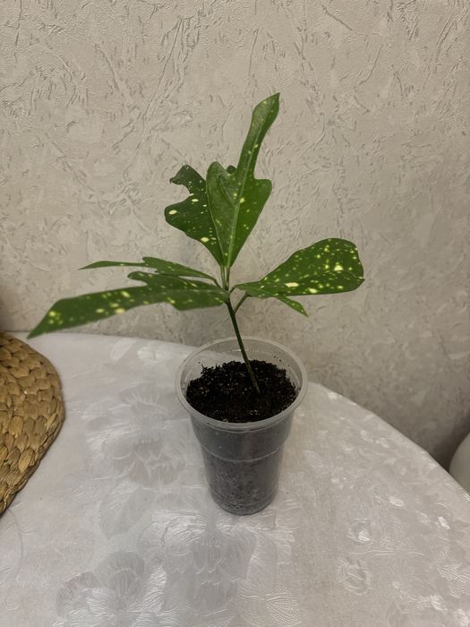 Продам Кротончики