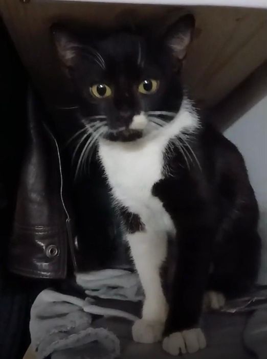 Ela 6 luni  deparazitata, sterilizata,vaccinata