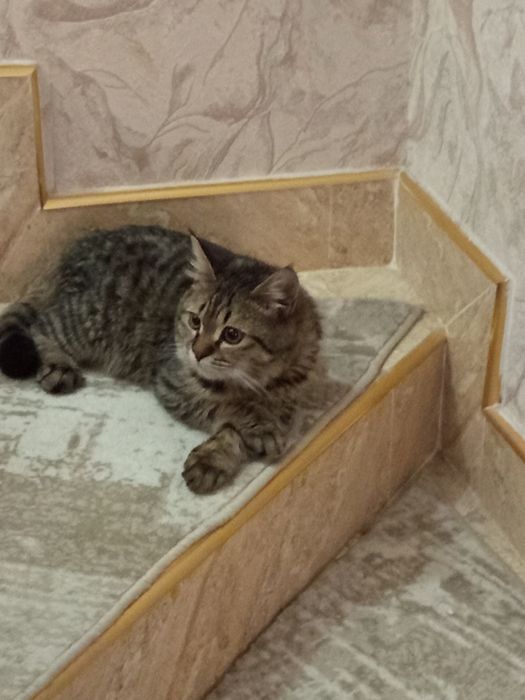 Британский кот страйт