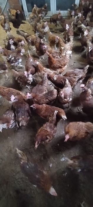 Găini tinere la sol - 20 lei/buc - Comandă minimă 20 buc