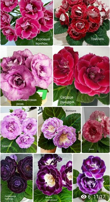 Укоренные листочки глоксиний с ростками.