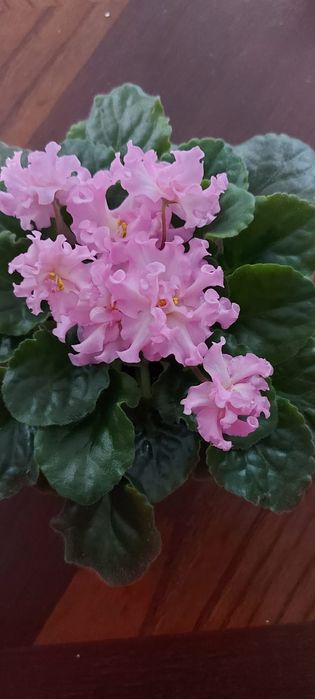 ФИАЛКИ (более 100 сортов) !