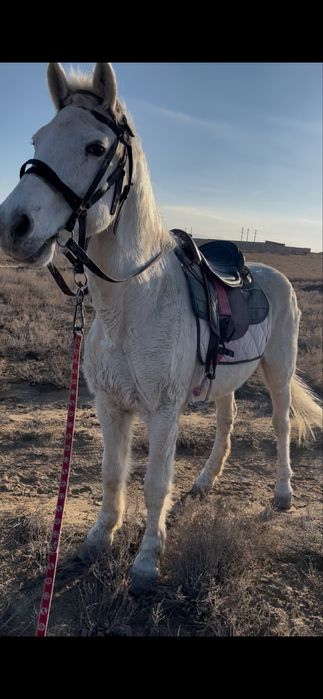 Міңгі ат сатылады