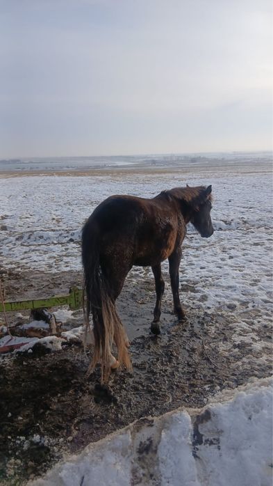 Продам лошадь