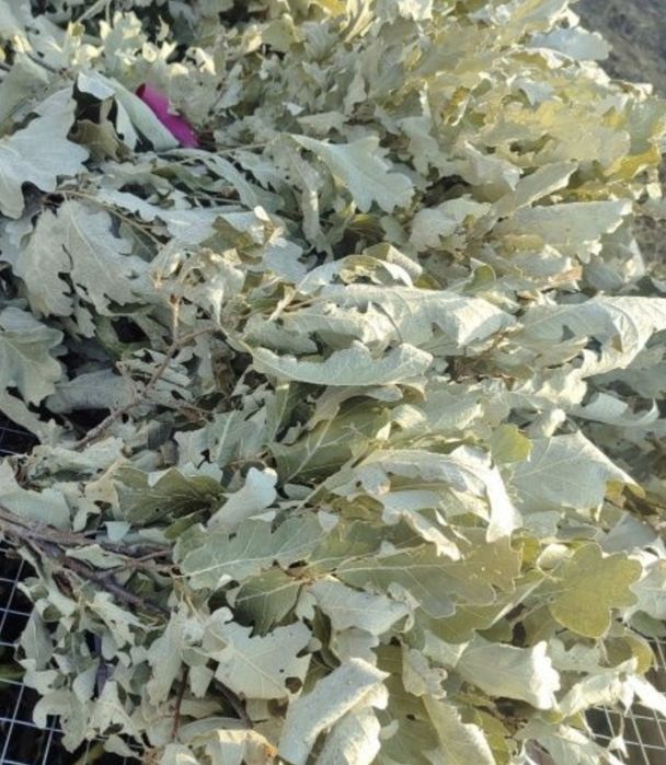 Продам веники банные