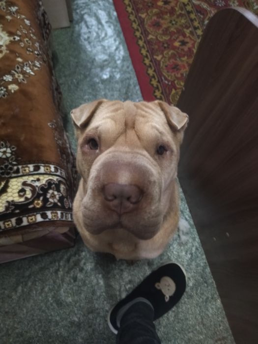 Вязка. Шарпей.20000