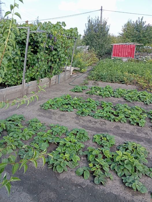 Продам дачный участок в Ромашке