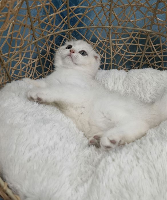 Котенок скоттиш фолд  серебристая шиншилла