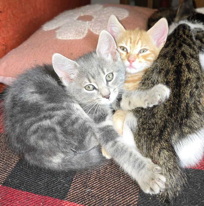 Супер гальовни котета!