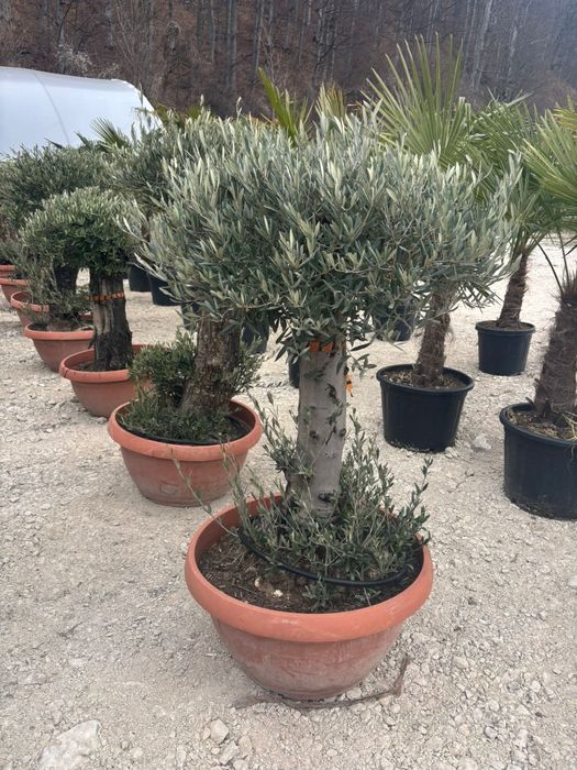 Măslini bonsai ,seculari