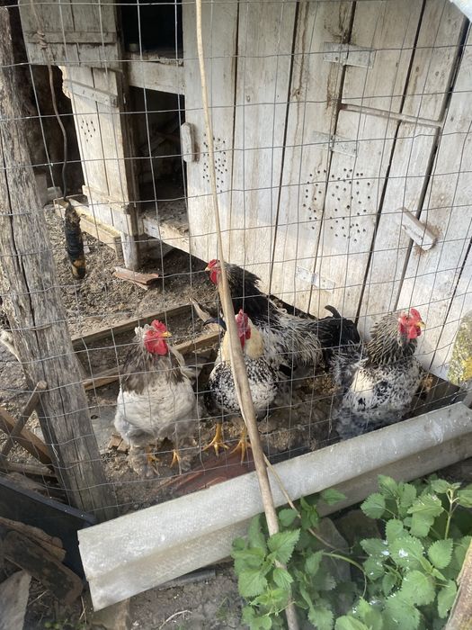 Gaini de rasa si cocosi de rasa brahma si windotte