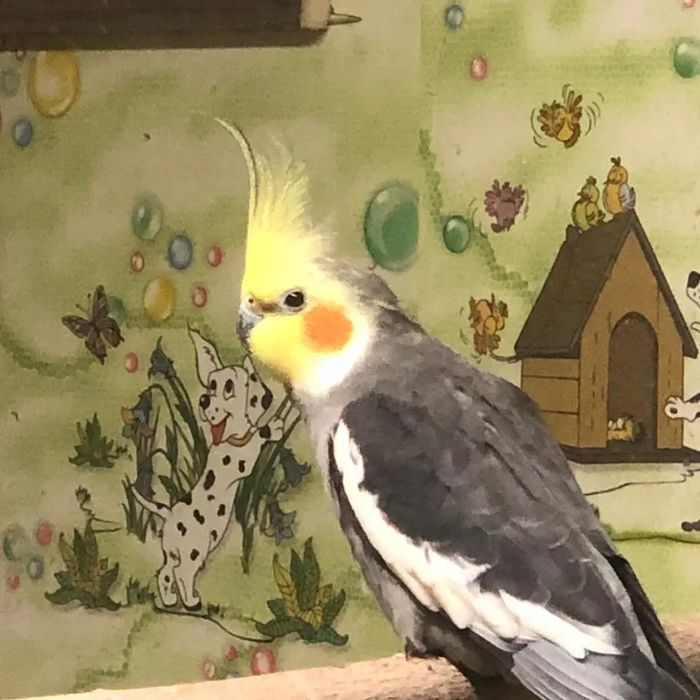 Попугаи нимфа корелла