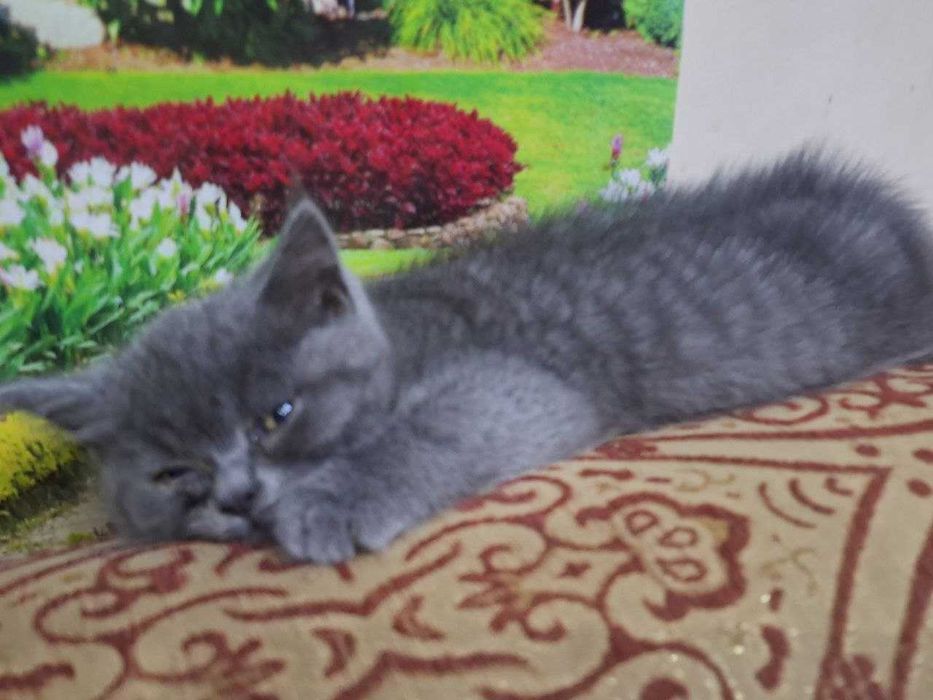 Продаётся кошка  срочно