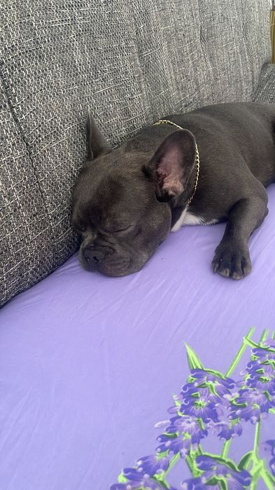 Buldog francez are 8luni bine în tretinut tote vacinurile cip