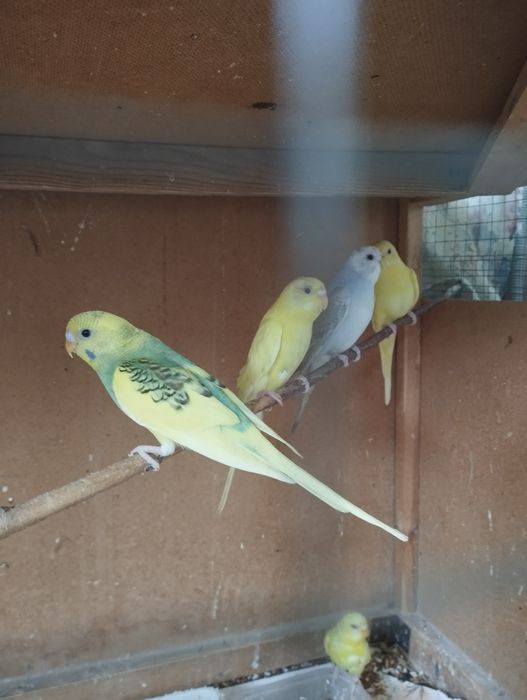 Папугай волнистый