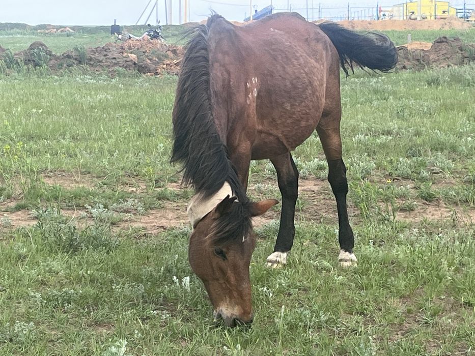 Продам дойная кобыла