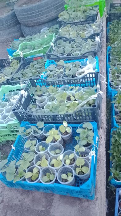 Продам рассаду  недорого