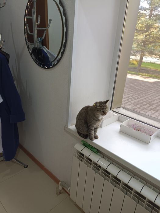 Отдам в добрые руки кошечку 3 года