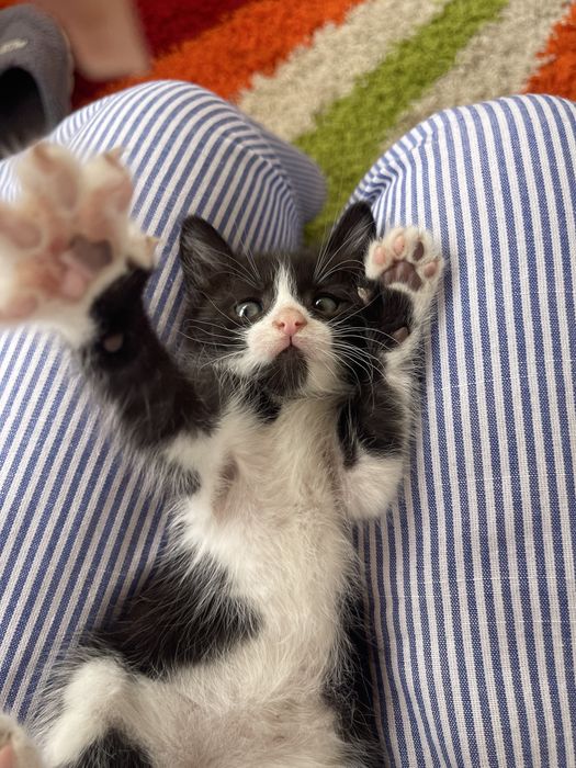 Adoptie puiuti de pisica