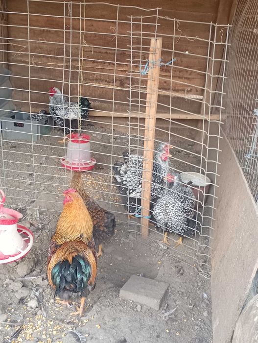 Pui de găini rasa