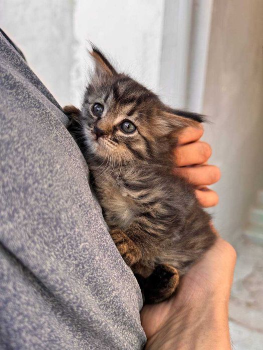 Милый котенок бесплатно даром