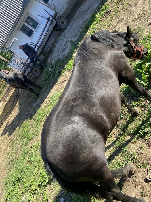 Vând iapa de 7 ani și o manza de 1 an și 3 luni. Mai multe detalii la nr de telefon0756671672