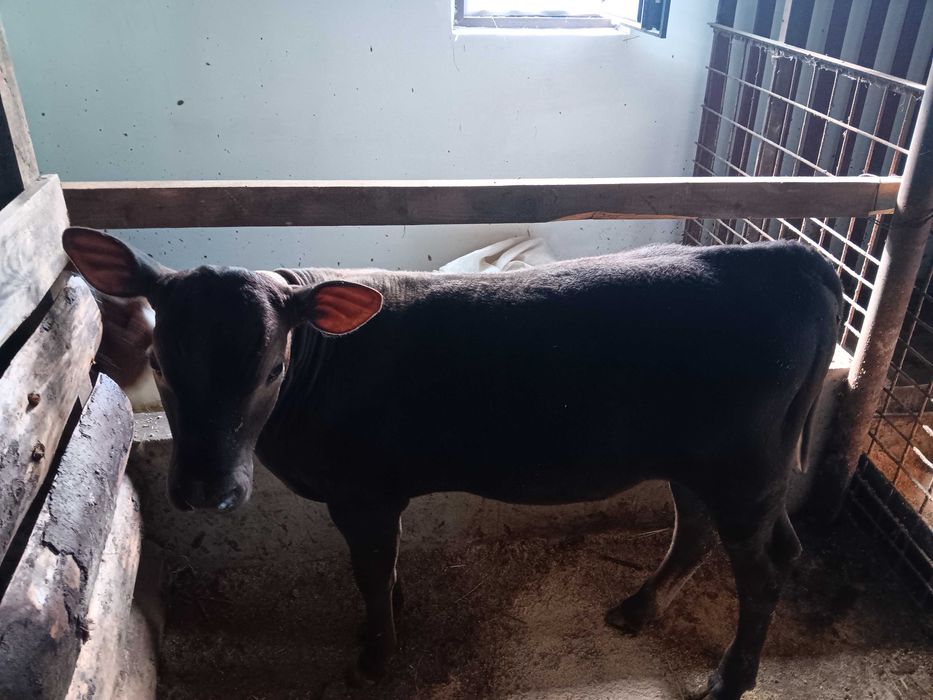Vițică angus de vânzare